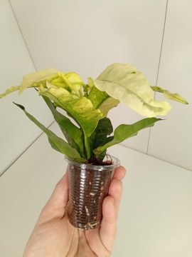 Хойя Multiflora variegata